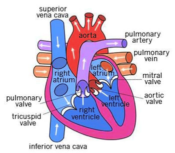 best heart-diagram